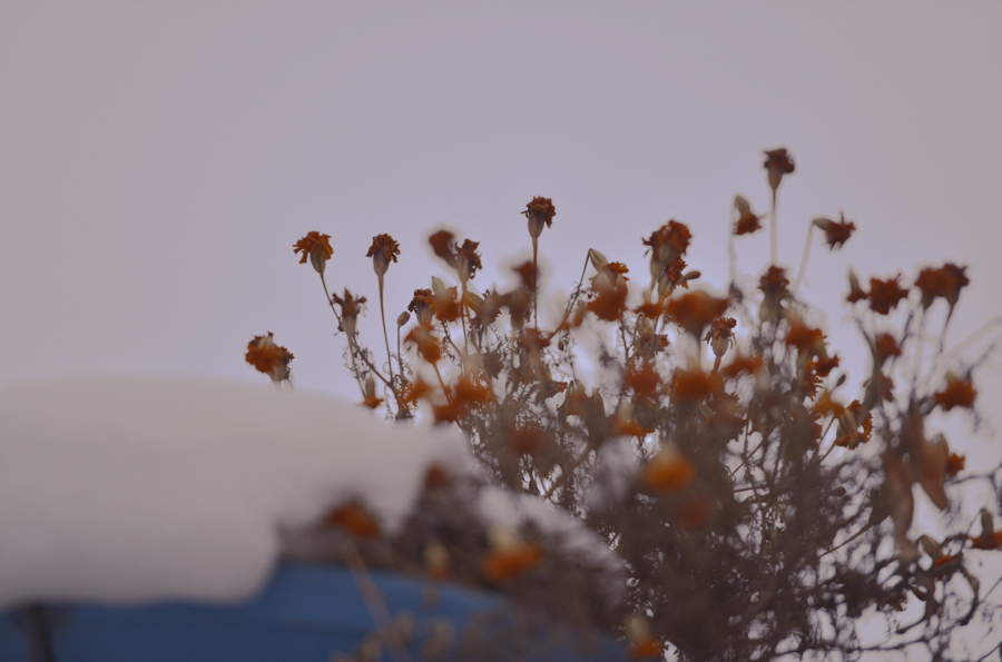 _DSC0057.jpg