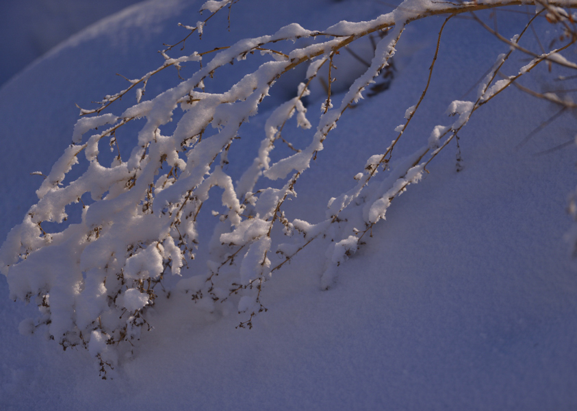 _DSC0147.jpg