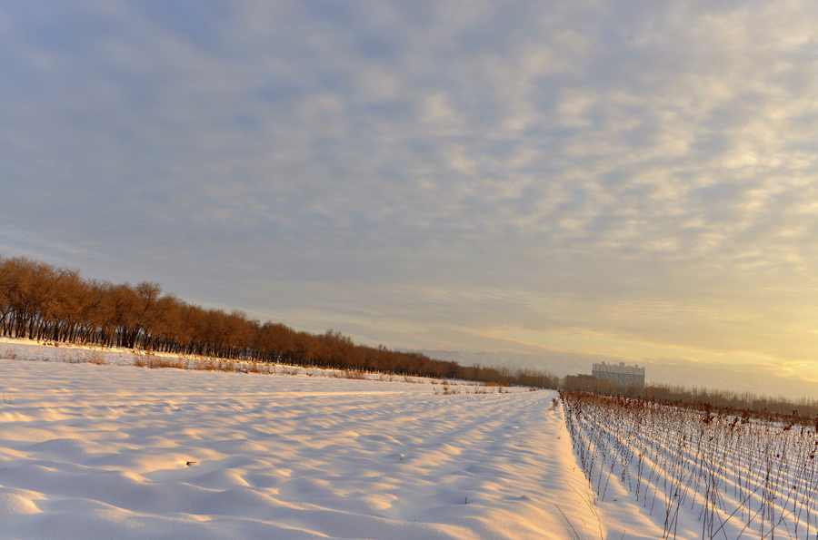 _DSC0337.jpg