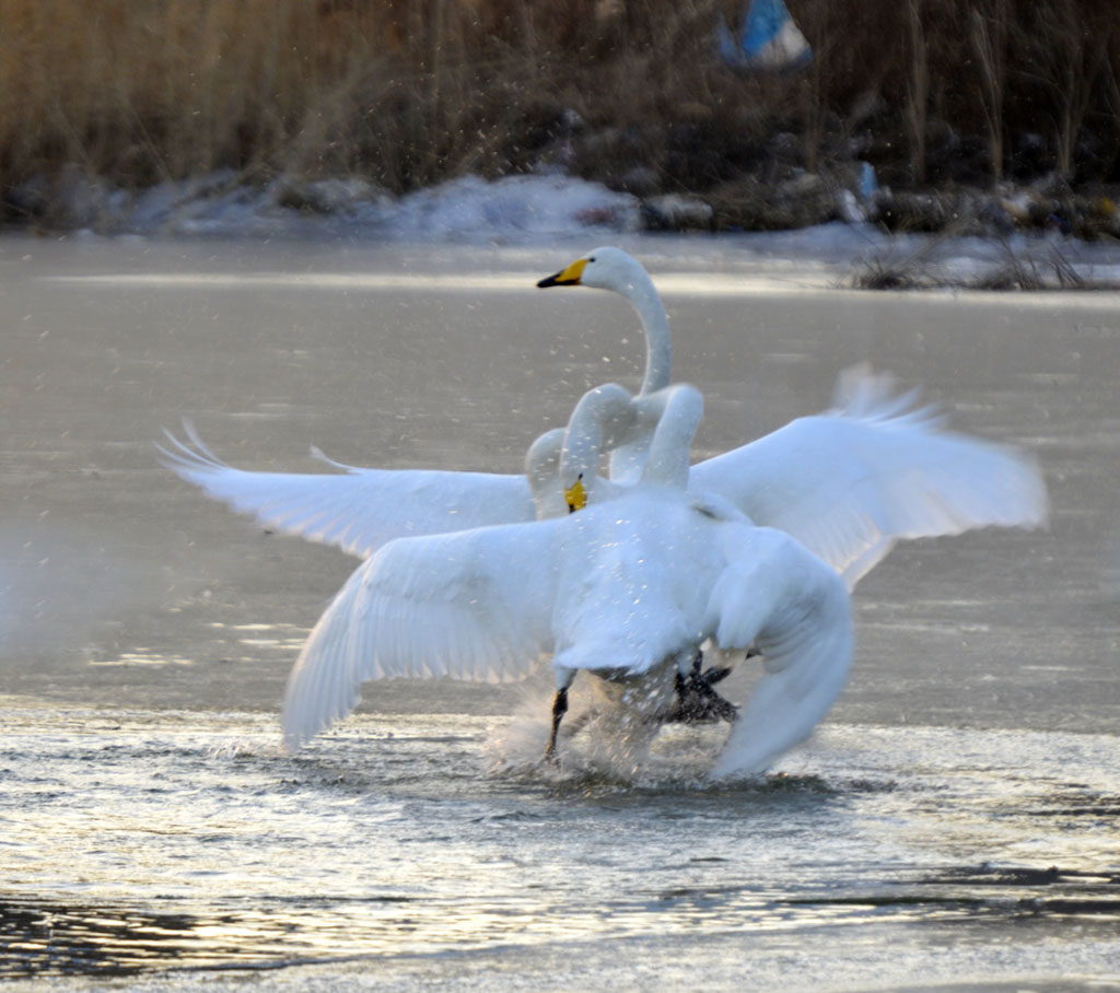 _DSC8919-.jpg