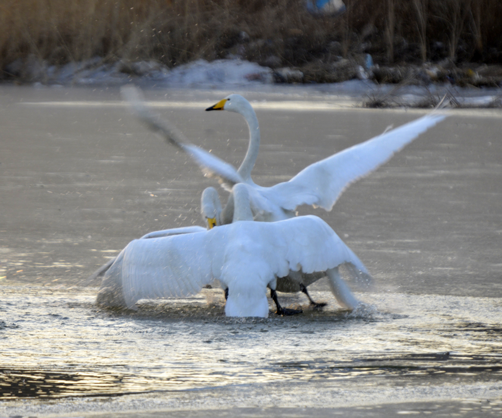 _DSC8920-.jpg
