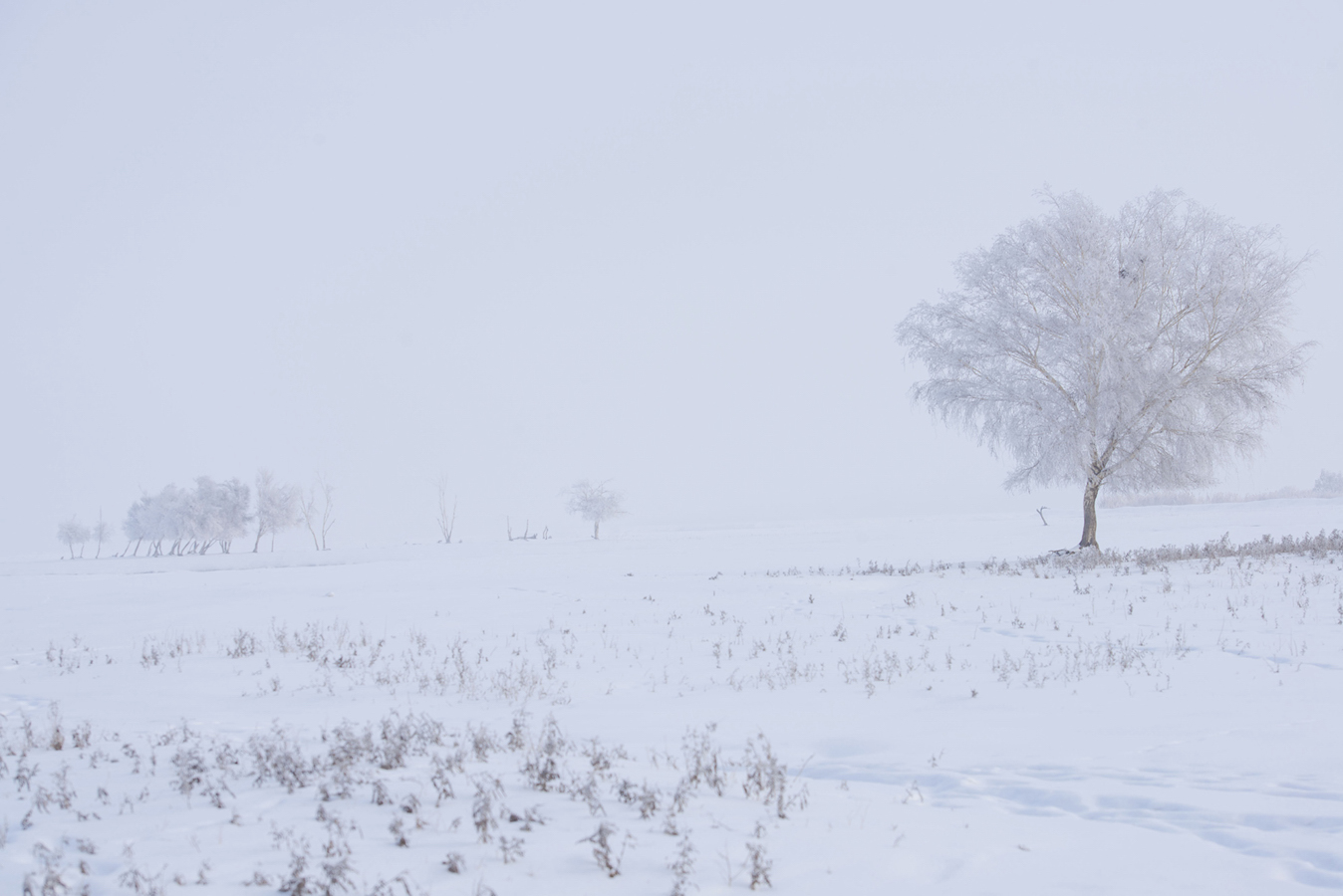 _DSC0730.JPG