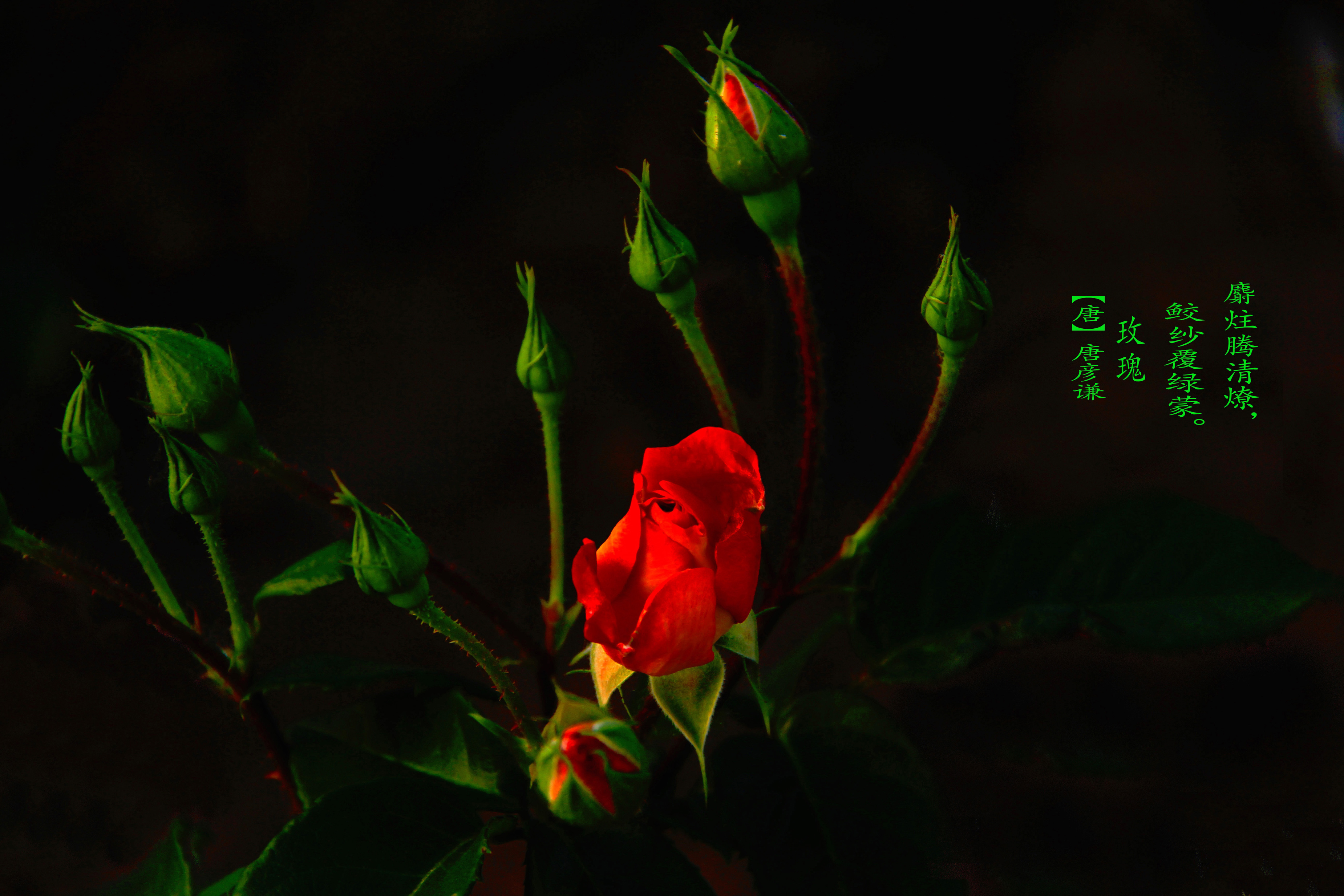 ¼ͣһ-04-ٺɫ_1.jpg