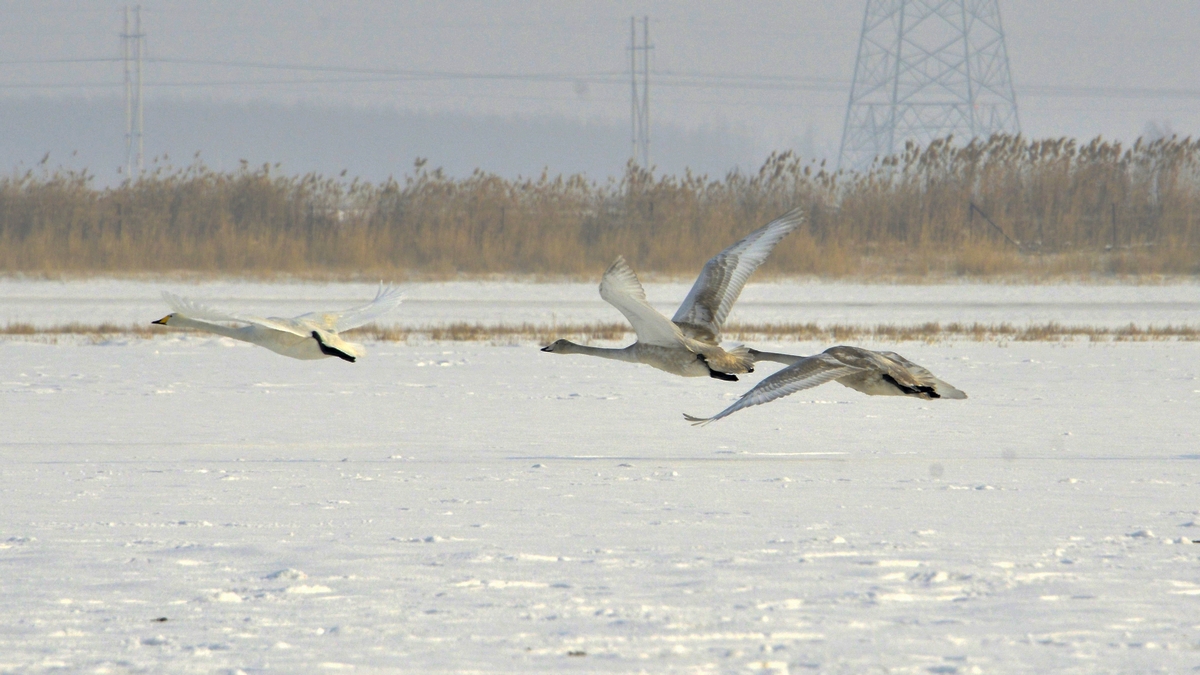 nEO_IMG__DSC0183.jpg