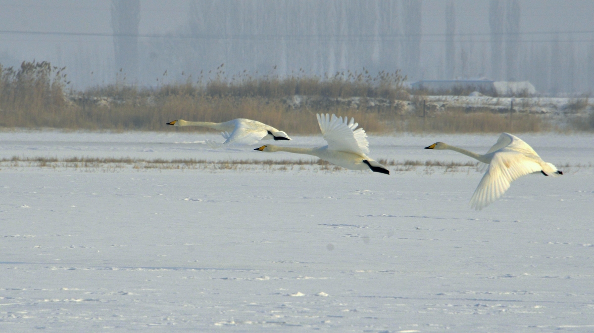 nEO_IMG__DSC0158.jpg