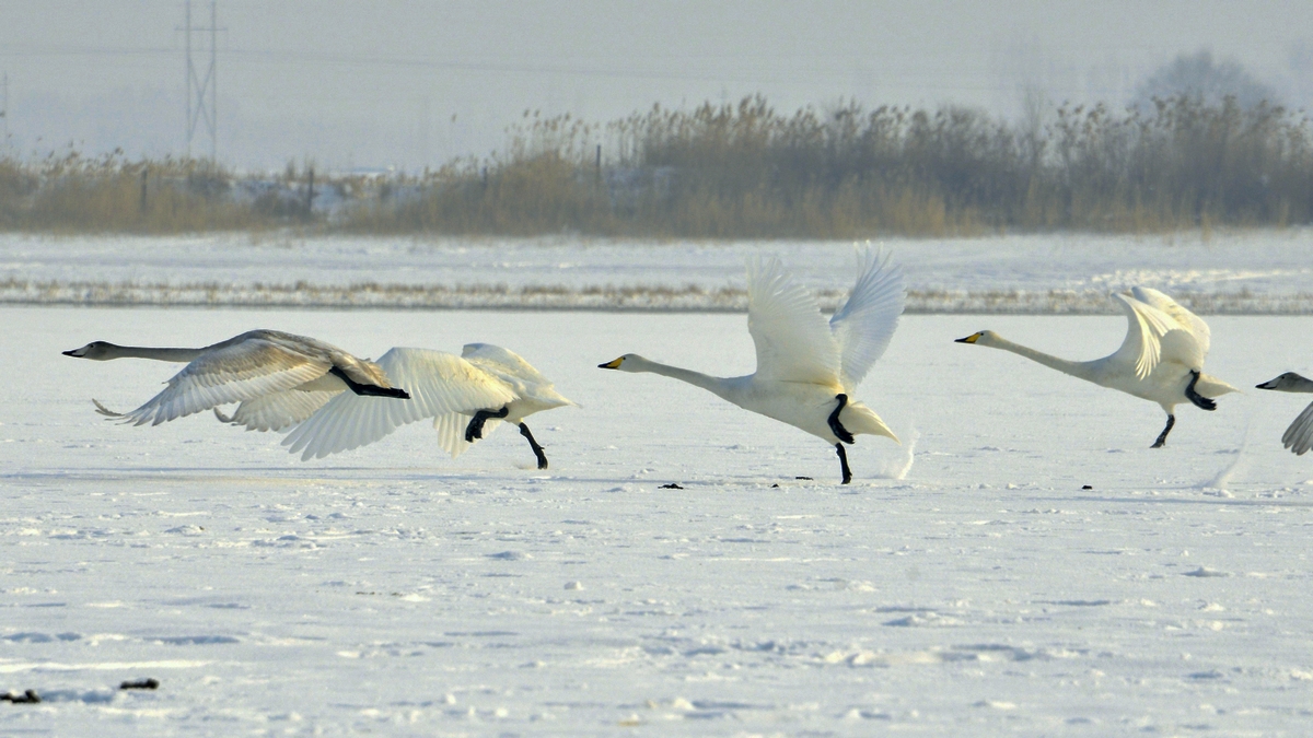 nEO_IMG__DSC0178.jpg
