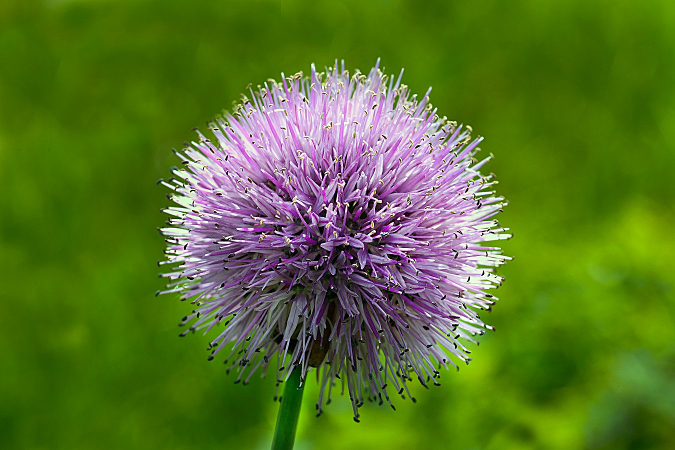 479A1791q_1.jpg