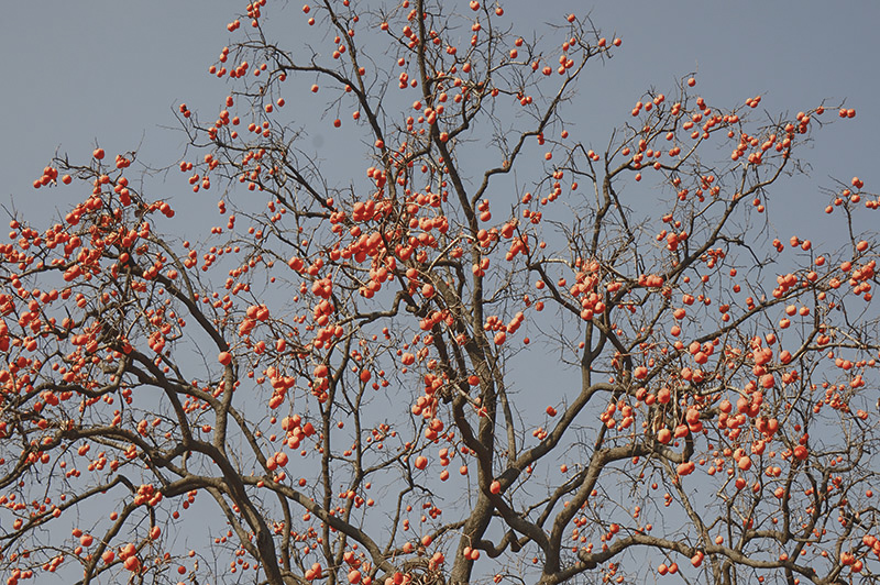2014119aa 0871.jpg