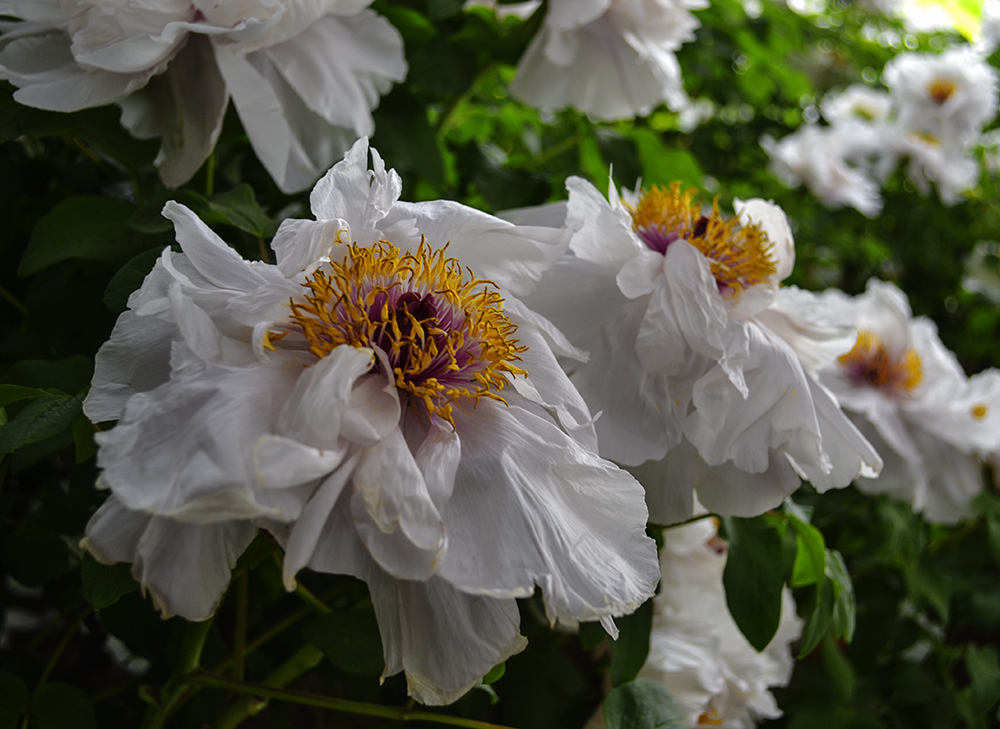ʳฮ a0791.jpg