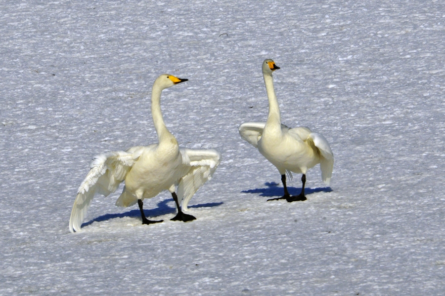 nEO_IMG__DSC3155.jpg