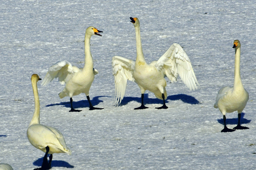 nEO_IMG__DSC3175.jpg