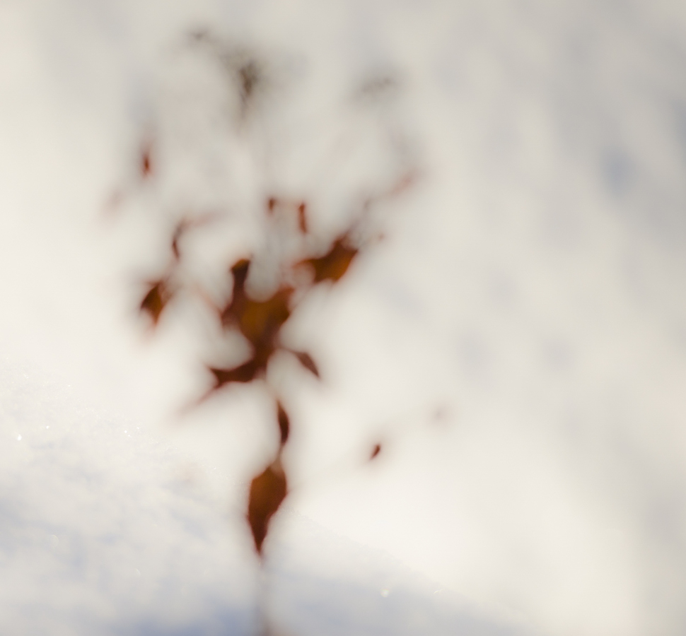 _DSC0155_1.JPG