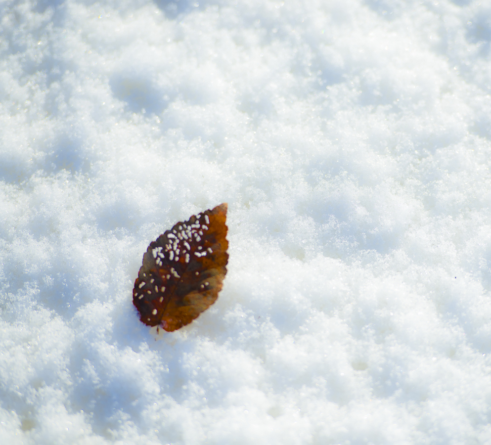 _DSC0228.JPG