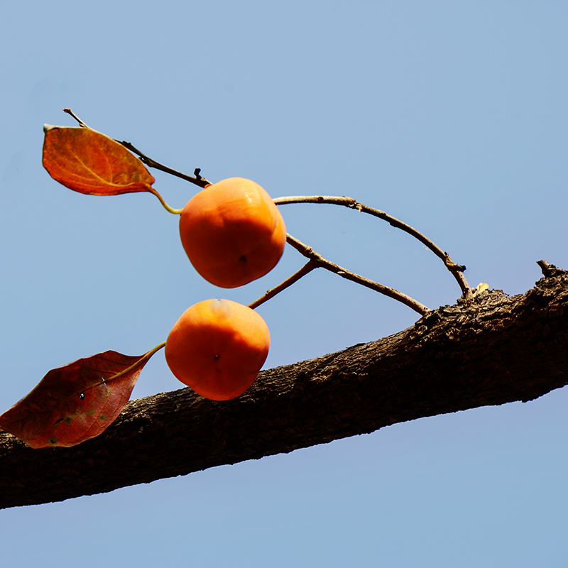 20141192a 0251.jpg