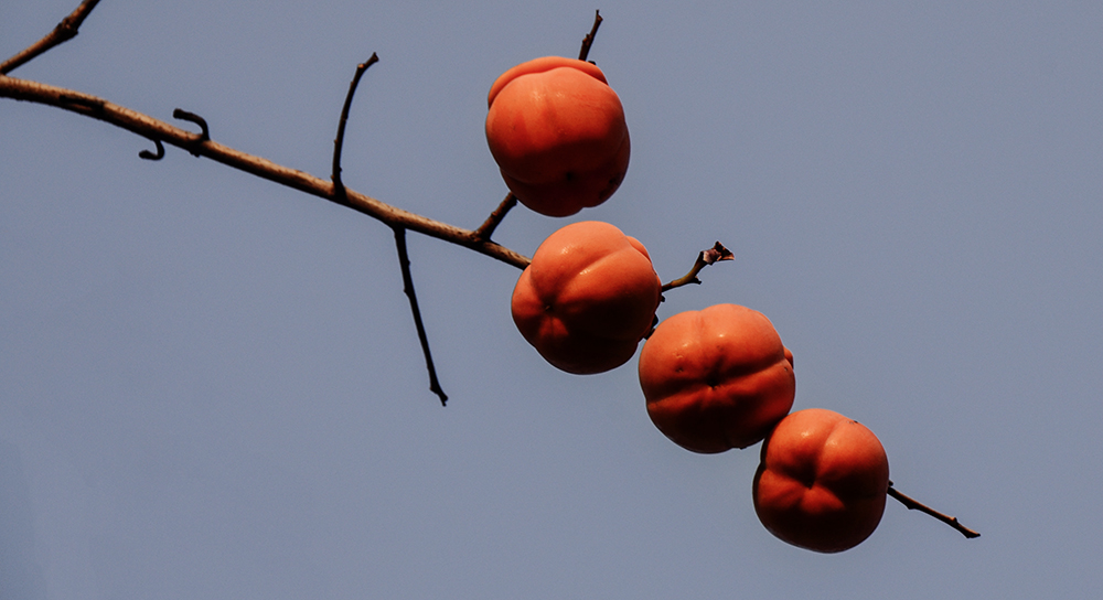2014118 a0191.jpg