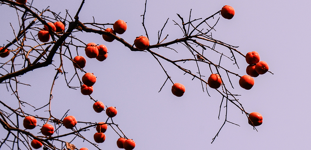 2014118 a0171.jpg