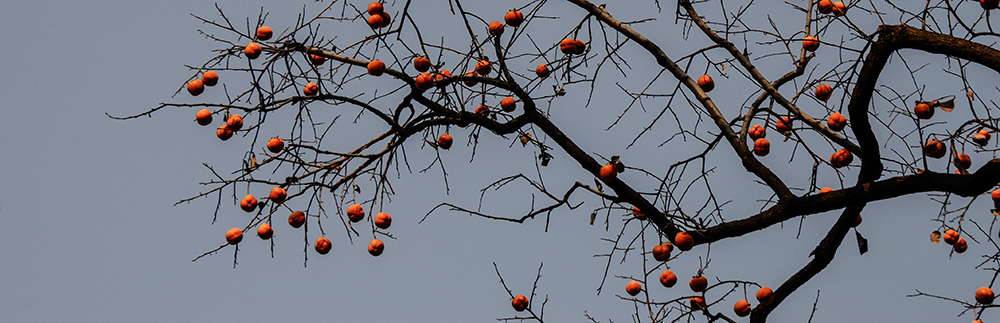2014118a 0131.jpg