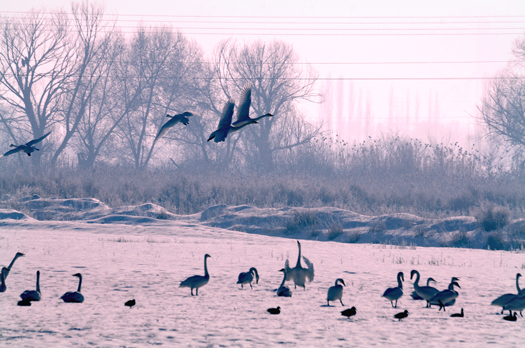 DSC_2906-1.jpg