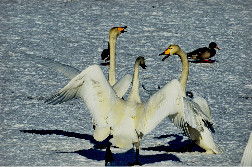 DSC_3214-1.jpg