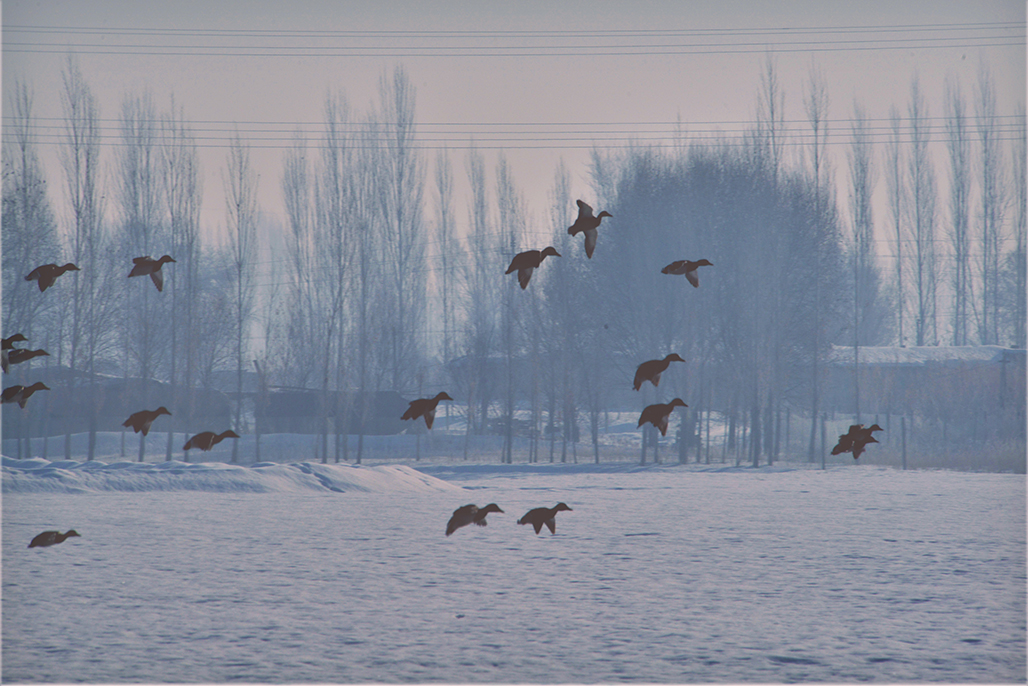 DSC_4020-1.jpg
