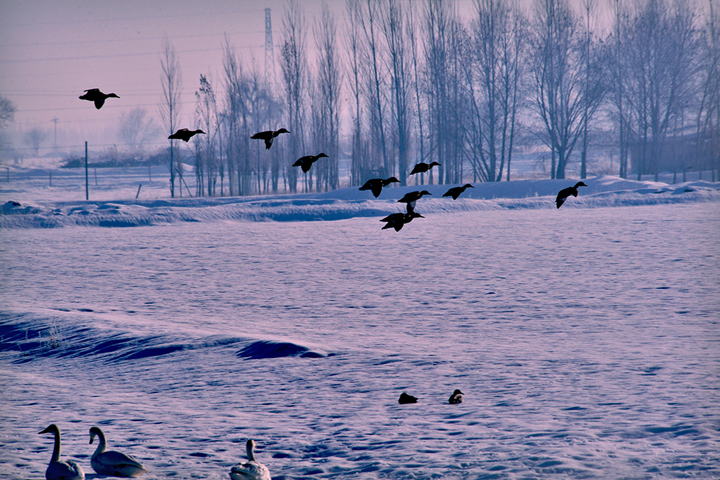 DSC_4039-1.jpg
