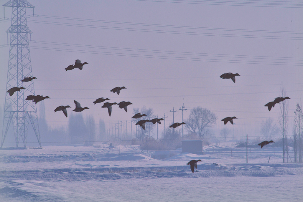 DSC_4019-1.jpg