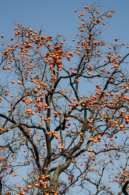 2014119a 1121.jpg