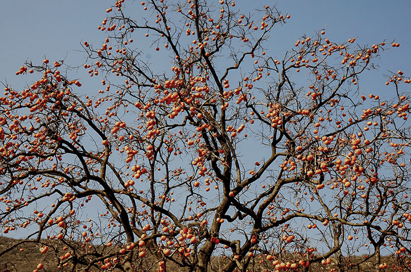 2014119a 0871.jpg