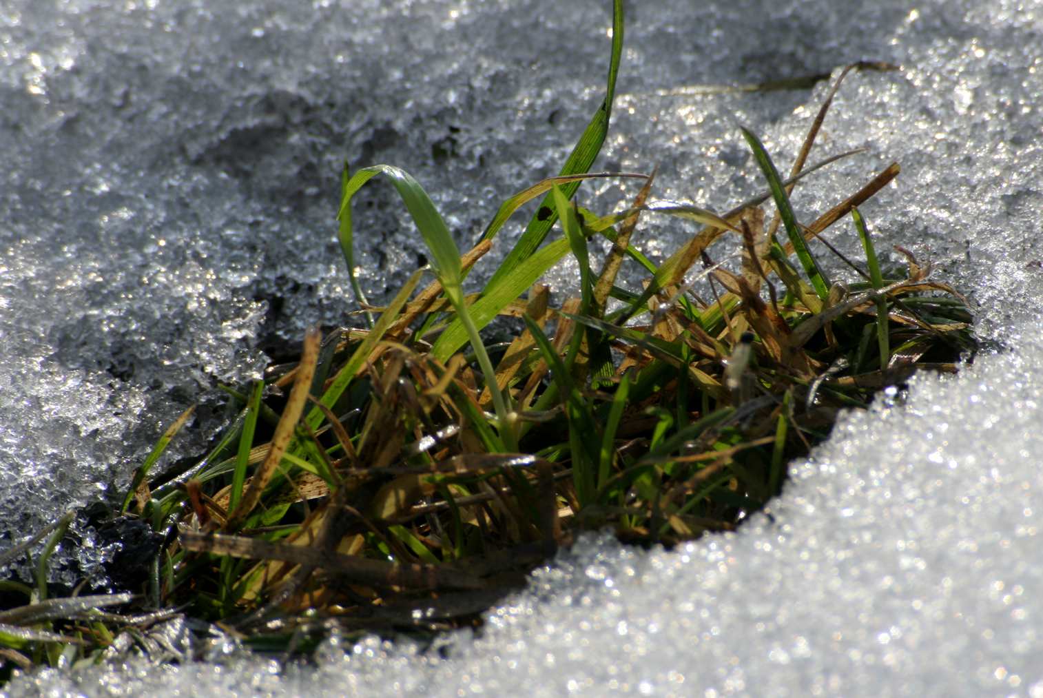 IMG_2447_.jpg