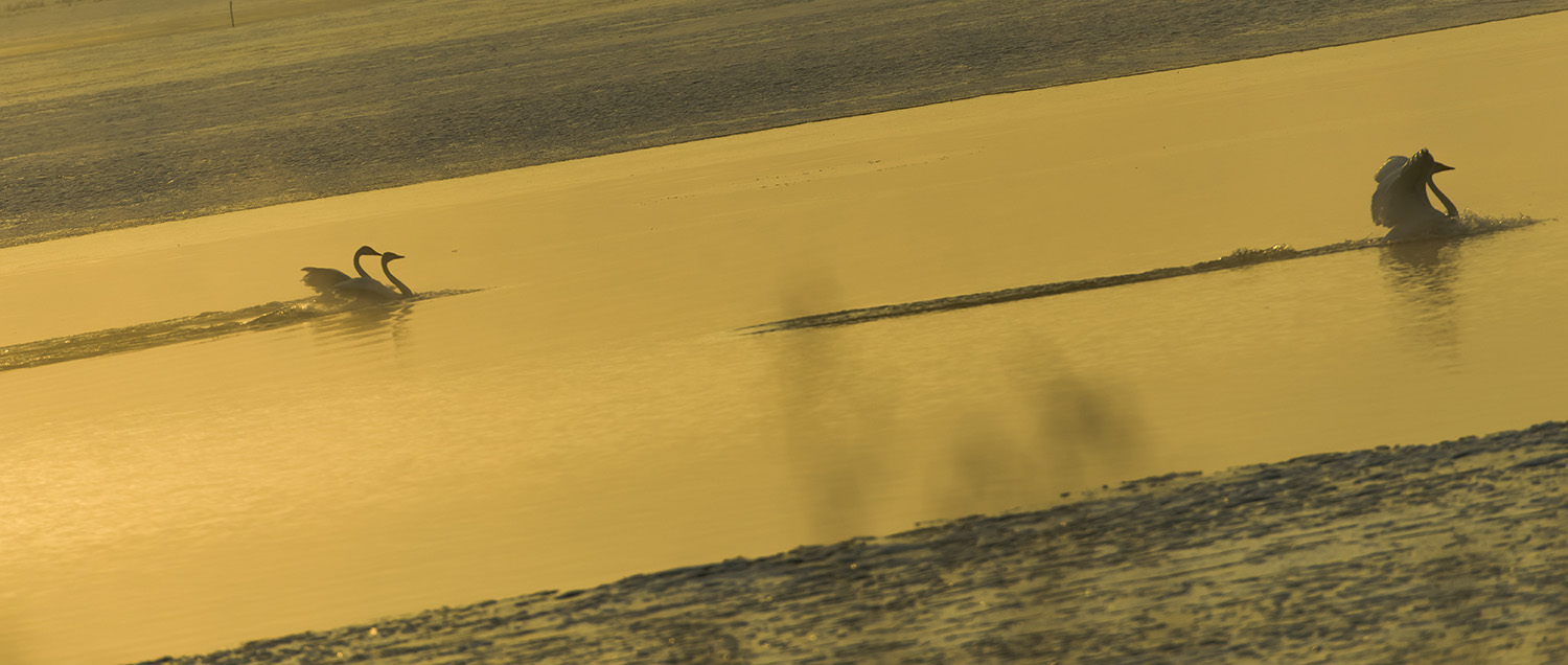 _DSC1306.JPG