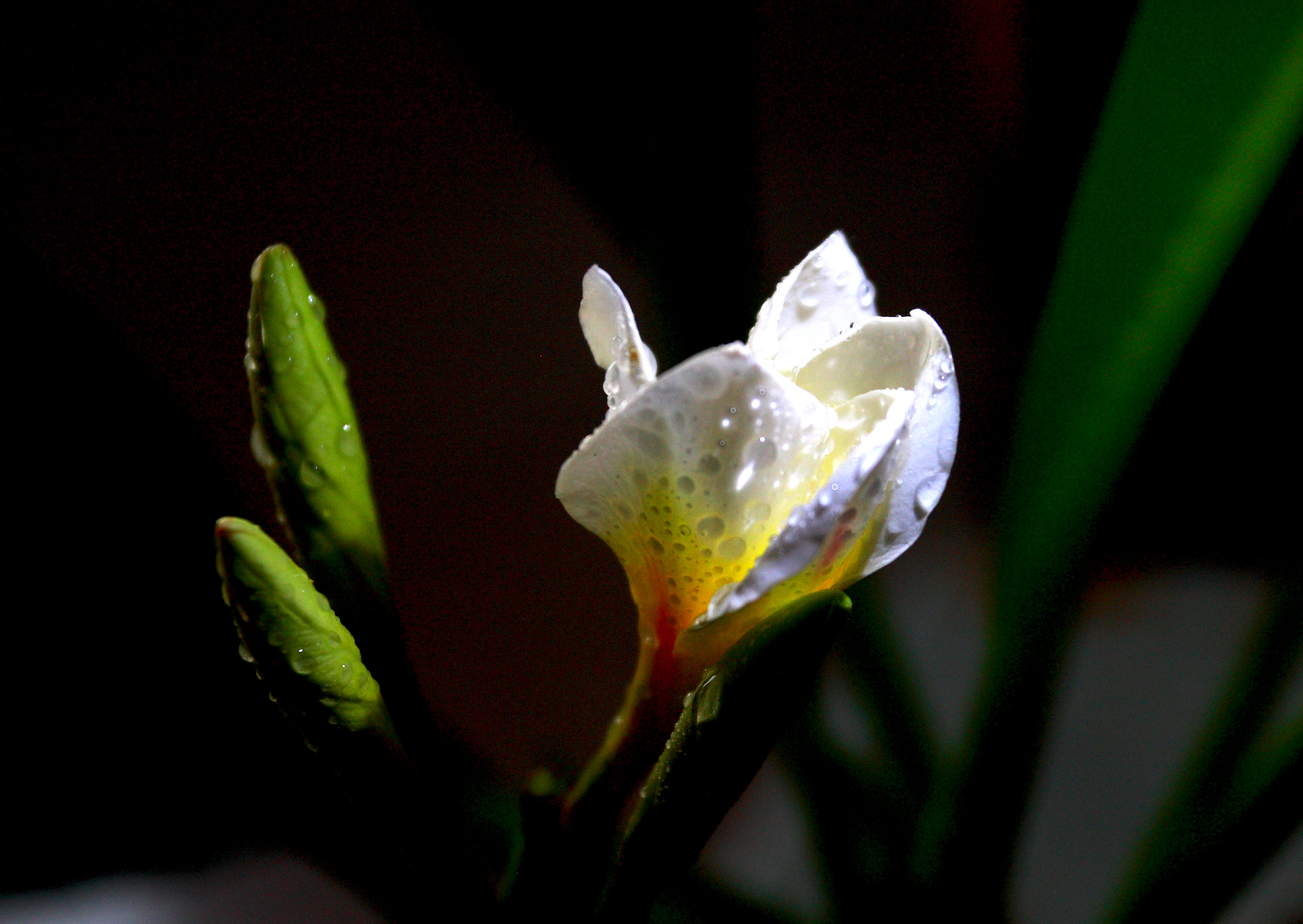 _MG_8855.JPG