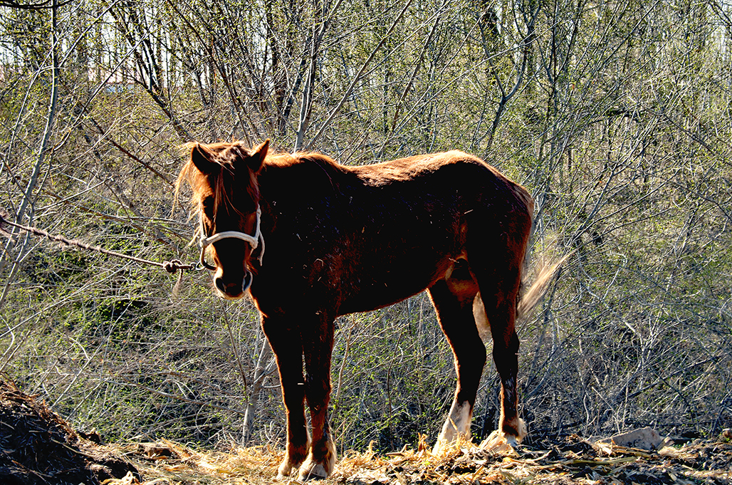 DSC_6203-1.jpg