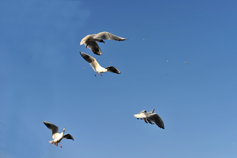 DSC_4069a.jpg