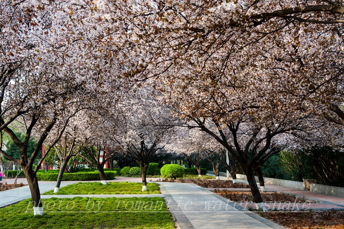DSC_8250.jpg