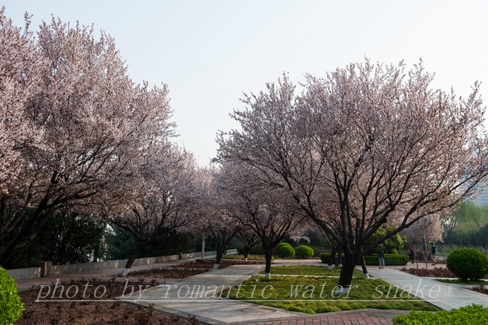 DSC_8251.jpg