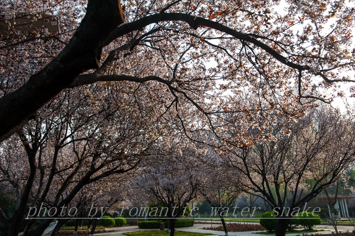 DSC_8255.jpg