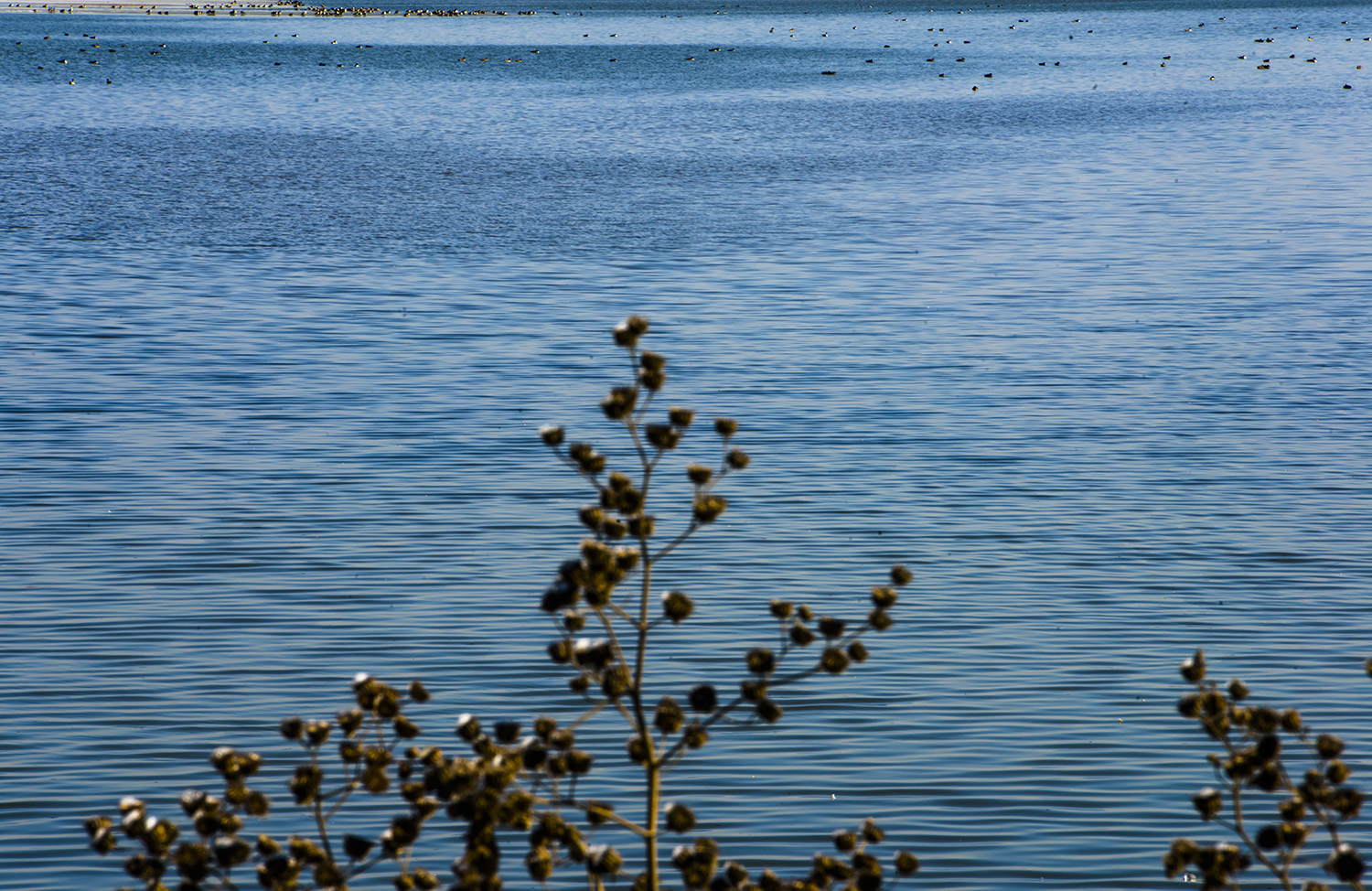 _DSC5558.JPG