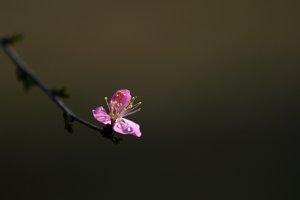 IMG_4112.JPG