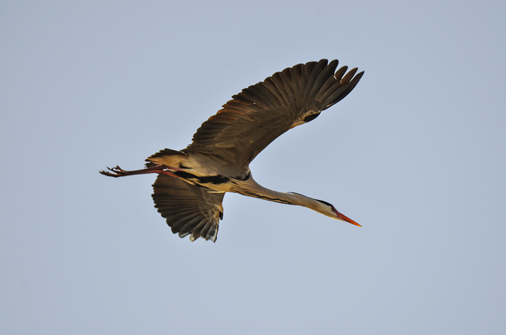 2015316ˮĥͷ a4771.jpg