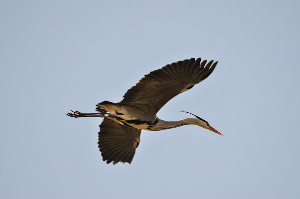 2015316ˮĥͷ a4791.jpg