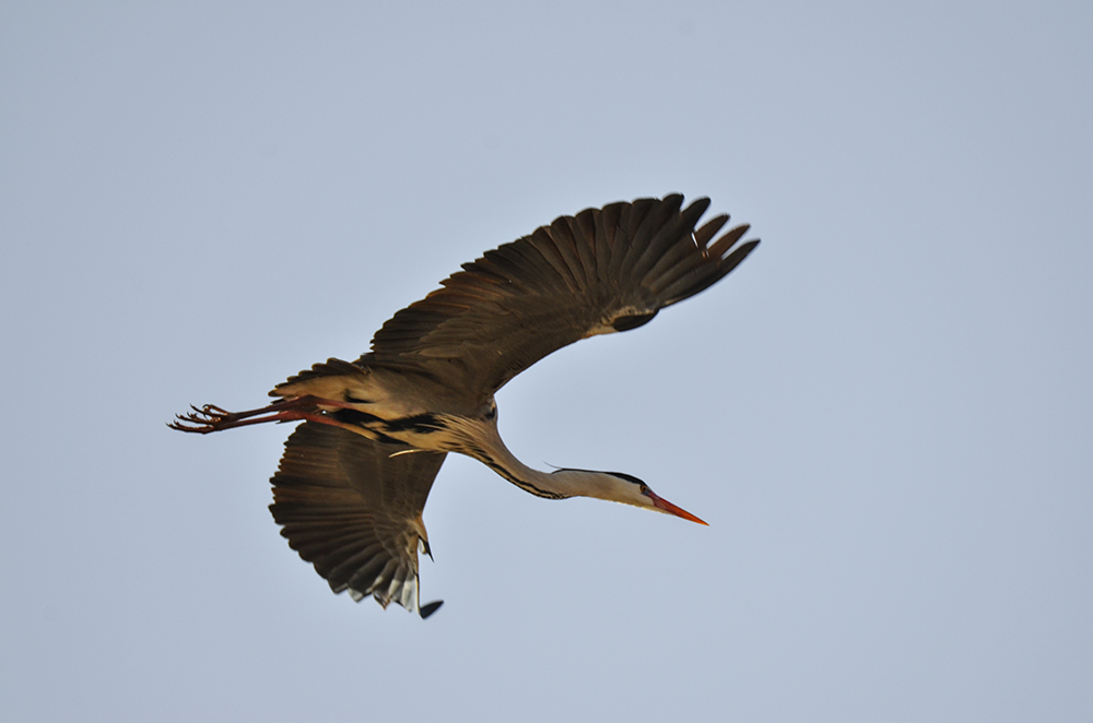 2015316ˮĥͷ a4751.jpg