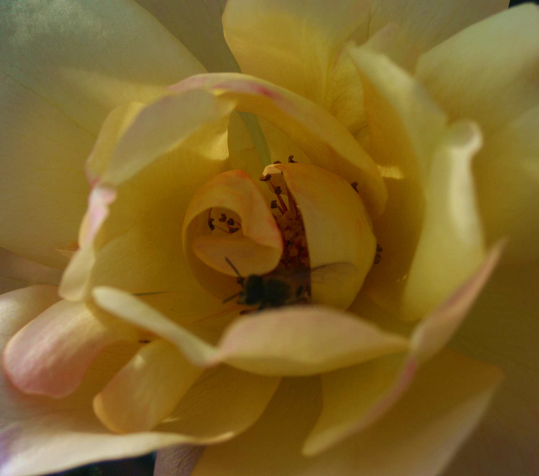 IMG_1040_.jpg