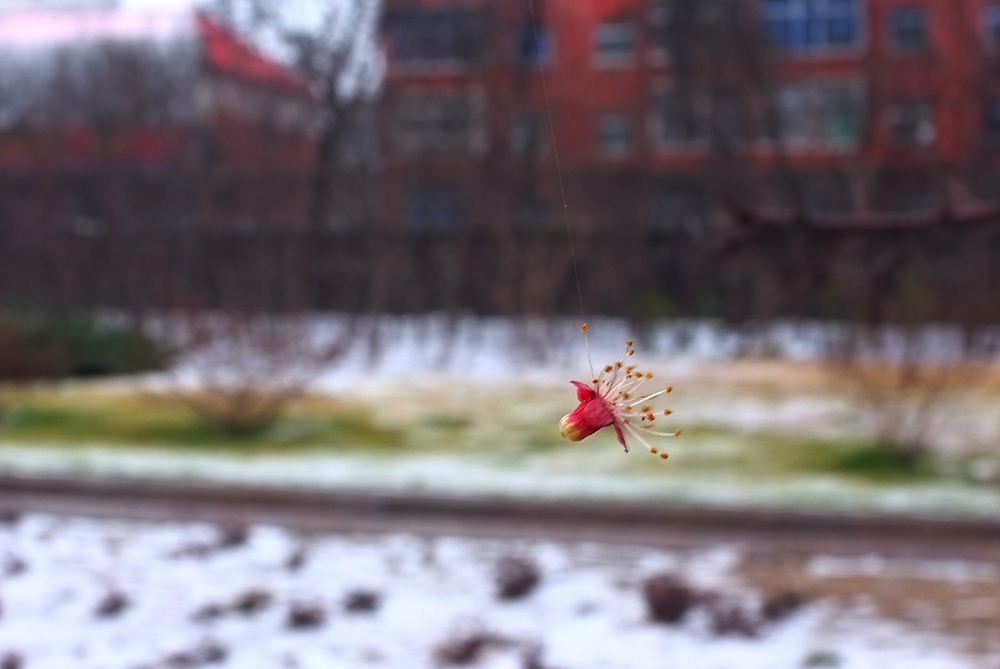 DSCF6475.JPG