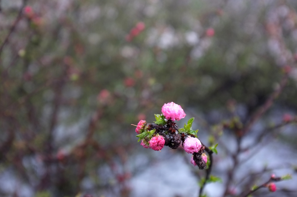 DSCF6484.JPG