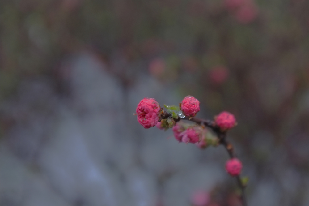 DSCF6486.JPG