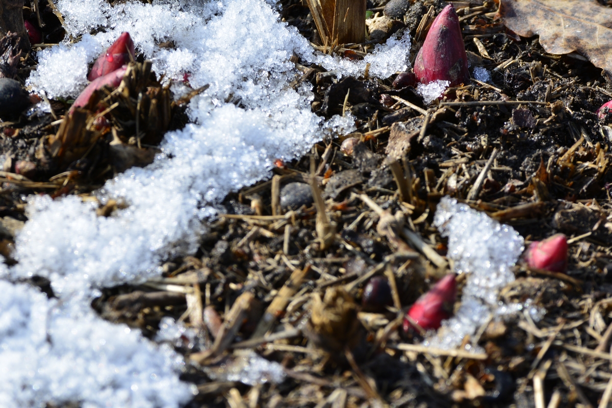 _DSC0263.jpg