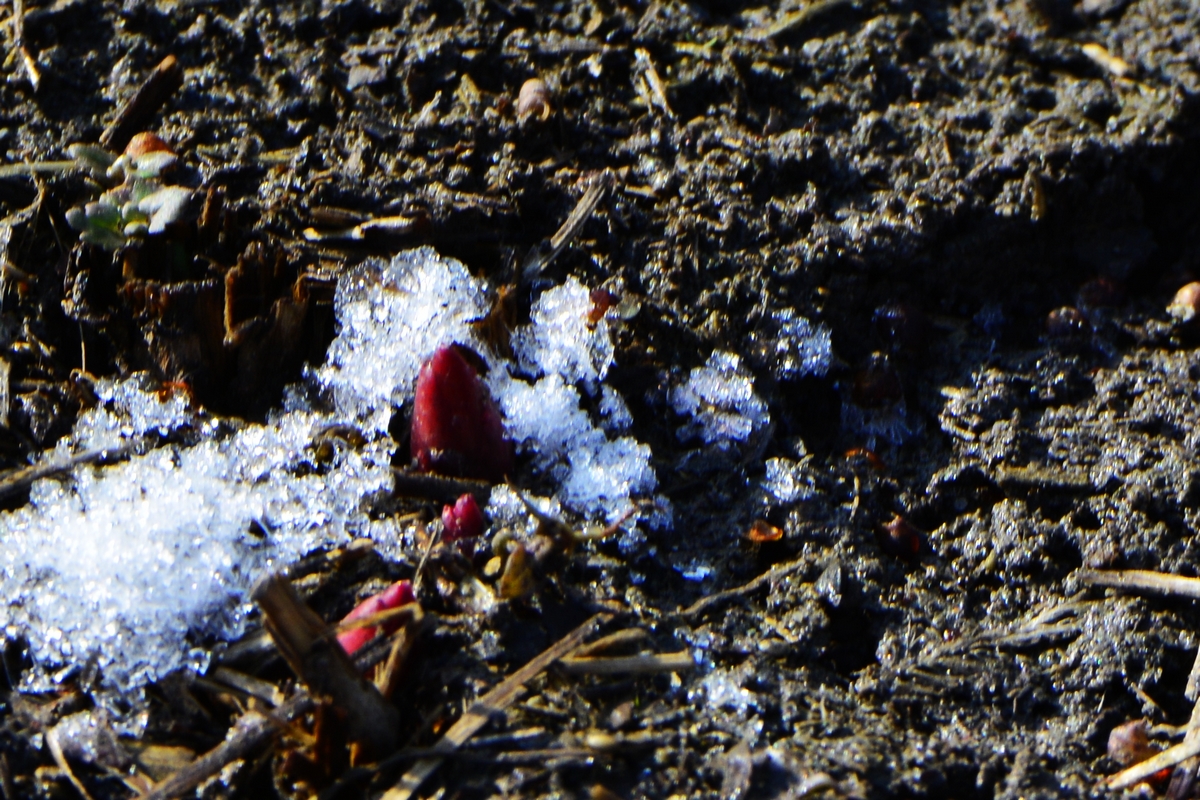 _DSC0264.jpg