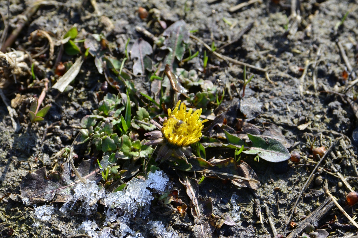 _DSC0270.jpg