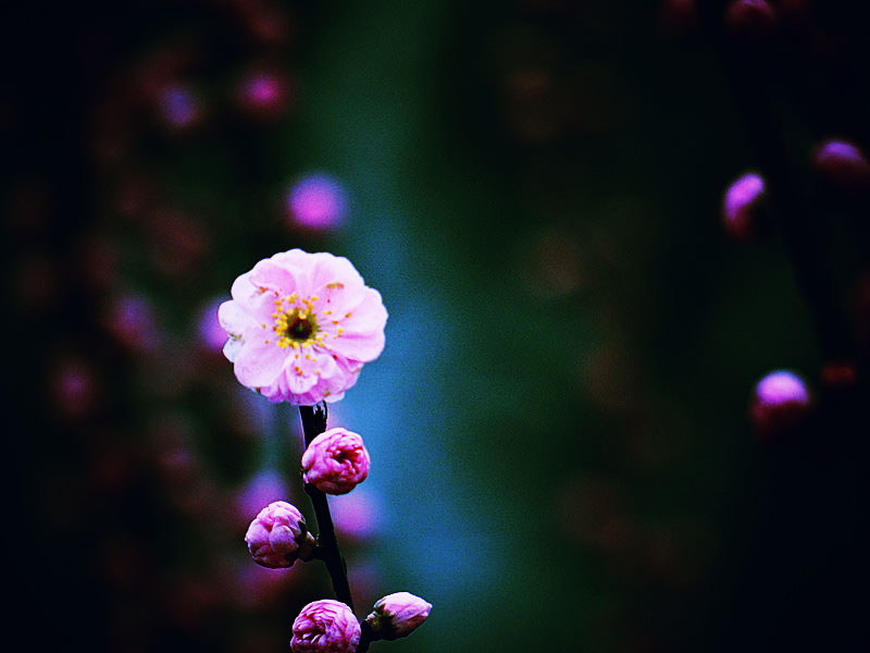 DSC04400_.jpg