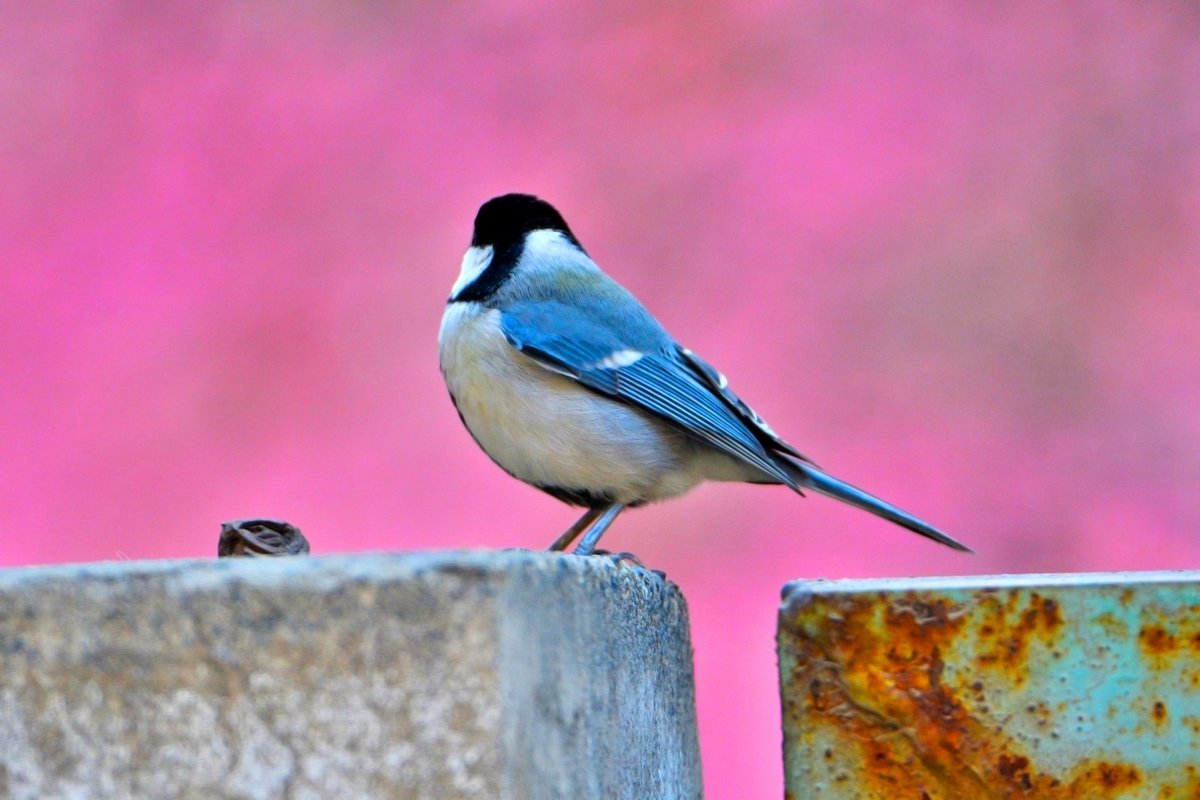 nEO_IMG_DSC_0337.jpg
